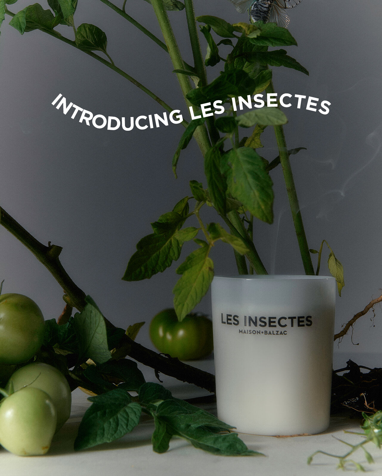 INTRODUCING LES INSECTES